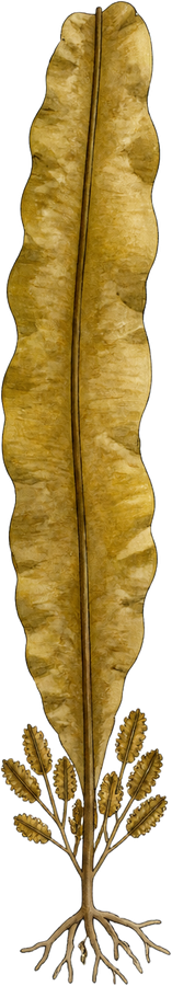 Winged kelp (Alaria marginata) — watercolor by Jules Marsh