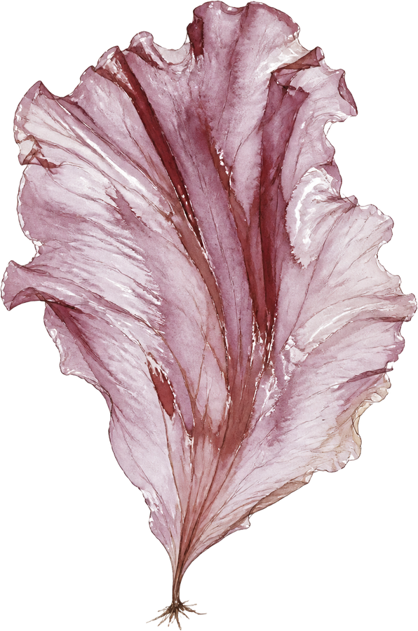 Nori (Pyropia spp.) — watercolor by Jules Marsh