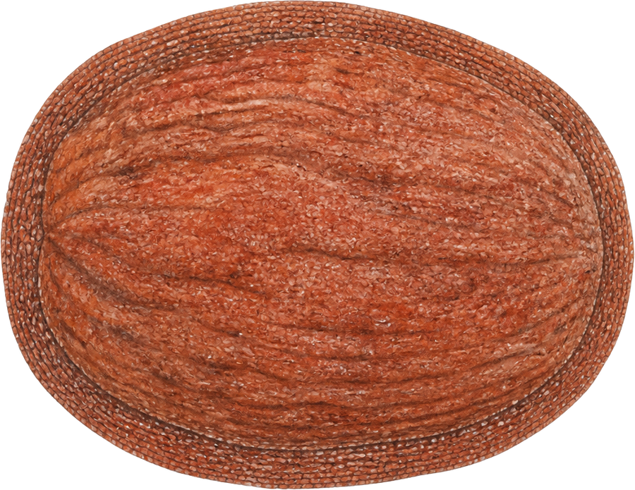 Gumboot chiton (Cryptochiton stelleri) — watercolor by Jules Marsh