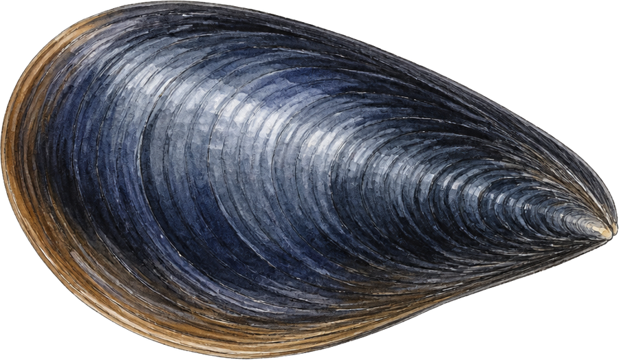 Bay mussel (Mytilus trossulus) — watercolor by Jules Marsh