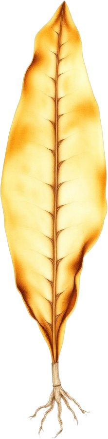 Sugar kelp (Saccharina latissima) — watercolor by Jules Marsh