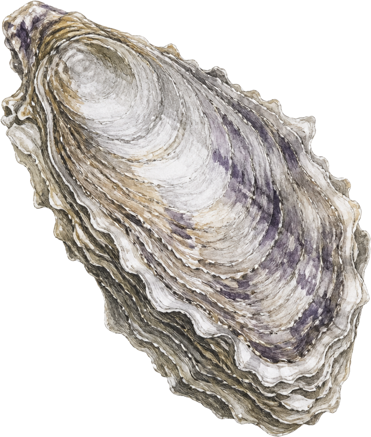 Pacific oyster (Magallana gigas) — watercolor by Jules Marsh
