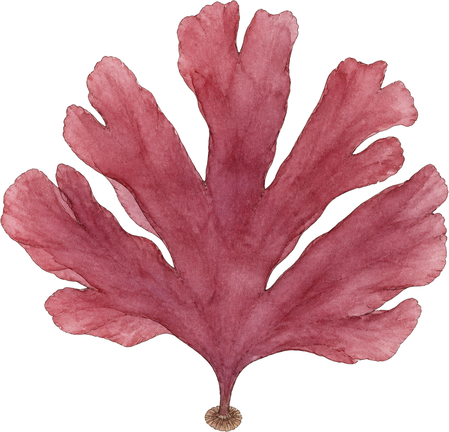 Pacific dulse (Devaleraea mollis) — watercolor by Jules Marsh